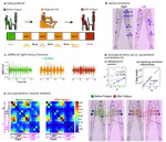 Non-Parametric Functional Muscle Network as a Robust Biomarker of Fatigue