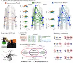 Nonlinear functional muscle network based on information theory tracks sensorimotor integration post stroke
