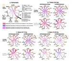 Age-related Reorganization of Corticomuscular Connectivity During Locomotor Perturbations
